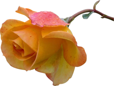 test image articlex